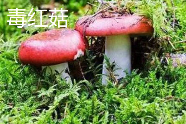 红菇的种类，有正红菇、毒红菇等