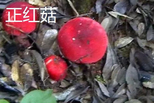 红菇的种类，有正红菇、毒红菇等