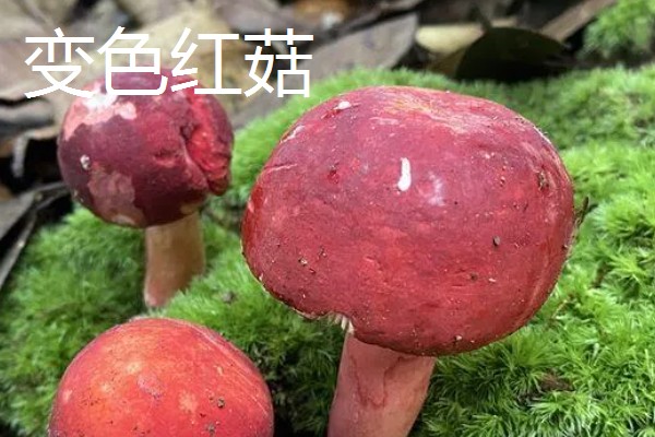 红菇的种类，有正红菇、毒红菇等
