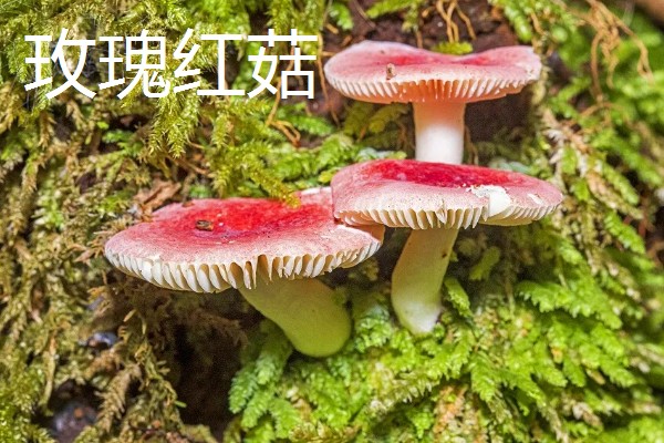 红菇的种类，有正红菇、毒红菇等