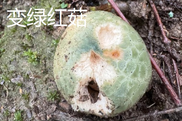 红菇的种类，有正红菇、毒红菇等