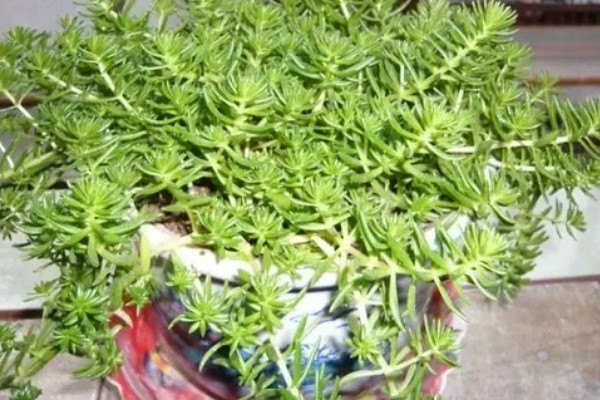 佛甲草的养殖方法，生长季需要提供充足的水分