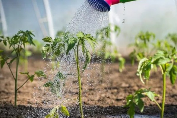 矮壮素适合哪种植物,适合施用在小麦、水稻等作物