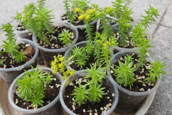 佛甲草的养殖方法，生长季需要提供充足的水分