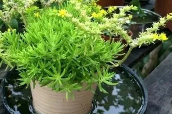 佛甲草的养殖方法，生长季需要提供充足的水分