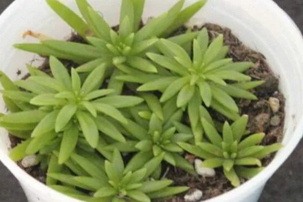 佛甲草的养殖方法，生长季需要提供充足的水分