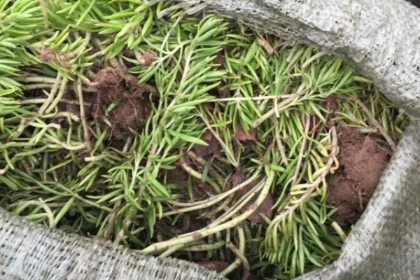 佛甲草的养殖方法，生长季需要提供充足的水分