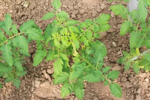 矮壮素适合哪种植物,适合施用在小麦、水稻等作物