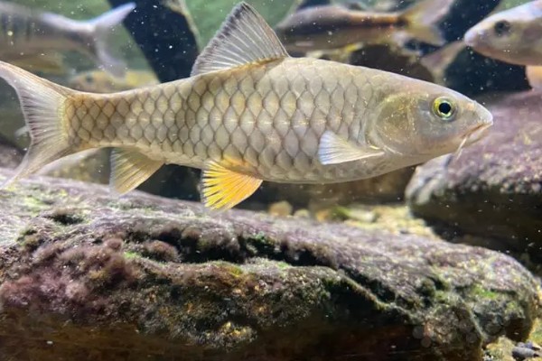 光倒刺鲃鱼苗喂什么,爱吃青菜、植物种子等