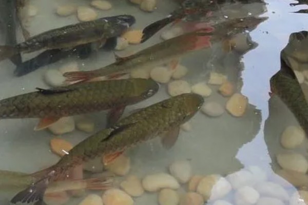 光倒刺鲃鱼苗喂什么,爱吃青菜、植物种子等