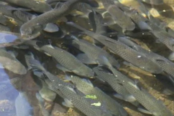 光倒刺鲃鱼苗喂什么,爱吃青菜、植物种子等