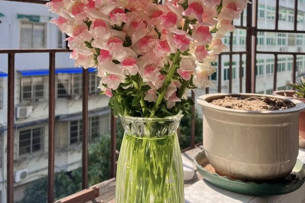 金鱼草的水培方法,前期每隔2-3天换一次水