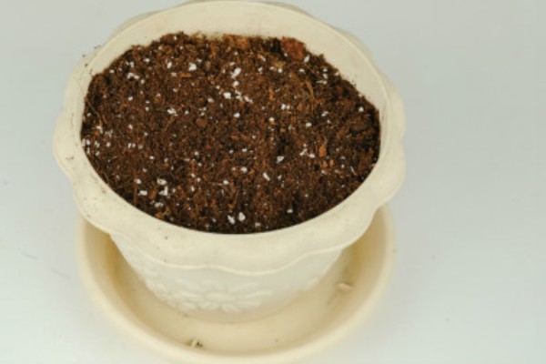 金鱼草的水培方法,前期每隔2-3天换一次水