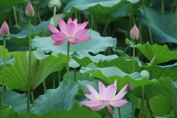 粉源植物是什么,是指花粉可供蜜蜂采集的植物