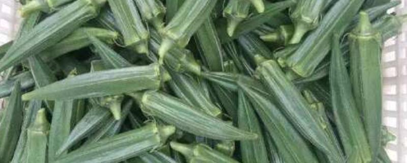 蔬菜中哪些比较抗旱，有秋葵、大蒜等