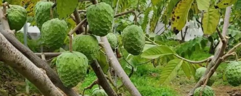 种植释迦果的方法，播撒种子后覆盖稻草