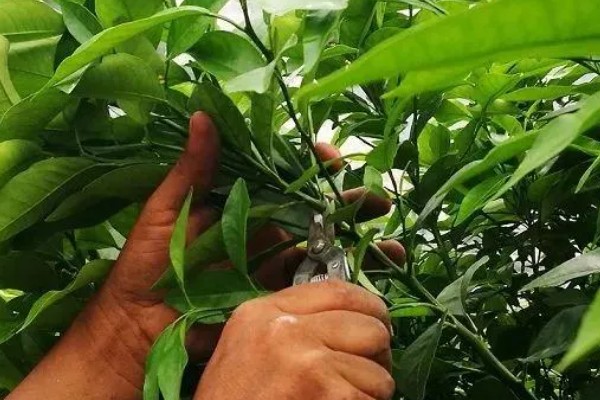 人心果怎么栽培,采果后增施磷钾肥一次