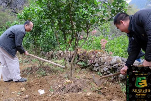 人心果怎么栽培,采果后增施磷钾肥一次