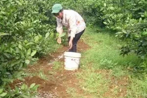人心果怎么栽培,采果后增施磷钾肥一次