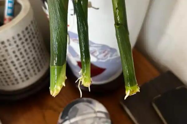 富贵竹长根了还要换水吗,无需勤换水