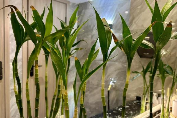 富贵竹长根了还要换水吗,无需勤换水