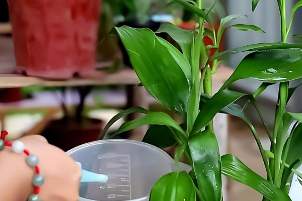 富贵竹长根了还要换水吗,无需勤换水