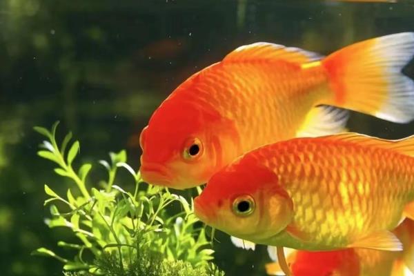 怎么判断金鱼饿了，会有把头露出水面的现象
