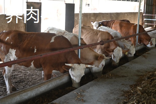 常见的乡村养牛模式，有以下三种模式