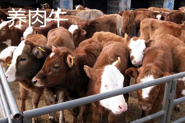 常见的乡村养牛模式，有以下三种模式