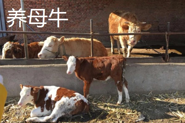 常见的乡村养牛模式，有以下三种模式