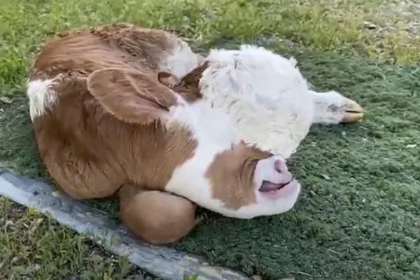 常见的乡村养牛模式，有以下三种模式