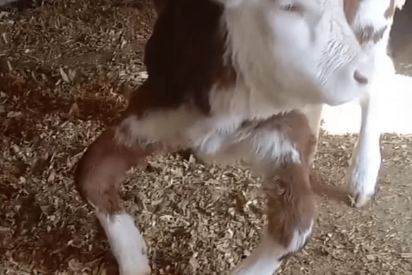 常见的乡村养牛模式，有以下三种模式