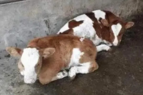 常见的乡村养牛模式，有以下三种模式