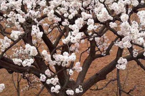 杏树花期可以浇水吗，盆土比较湿润时不用浇水