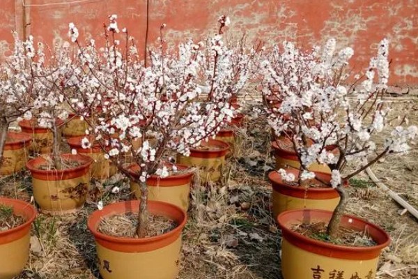 杏树花期可以浇水吗，盆土比较湿润时不用浇水