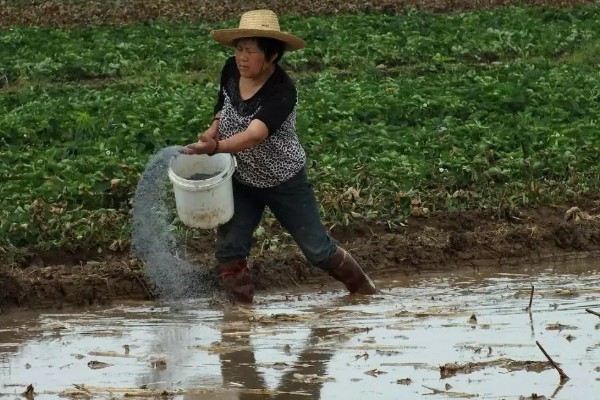 冷水茭白如何栽培,选择有水库冷水灌溉的农田种植