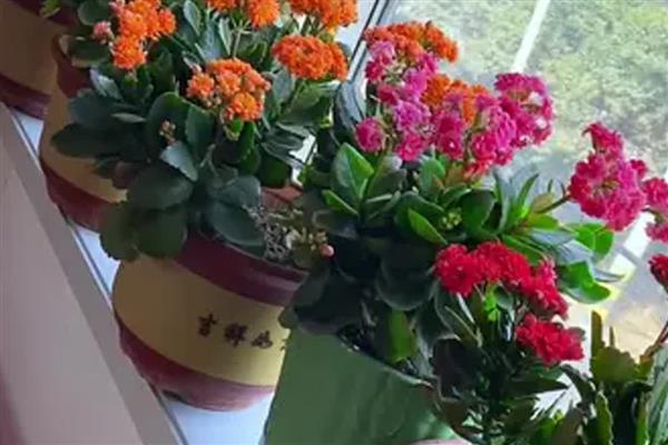 冬季花卉如何养护,要采取适当的保暖措施