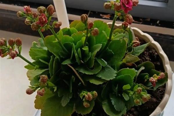冬季花卉如何养护,要采取适当的保暖措施