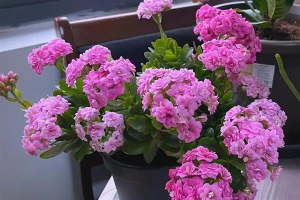 冬季花卉如何养护,要采取适当的保暖措施