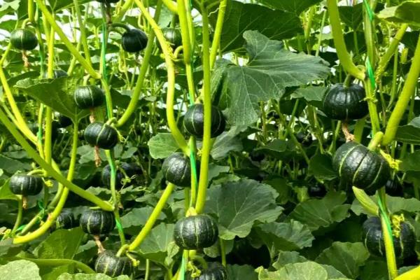 南瓜的主蔓头要掐掉吗，长出8-10片真叶时要掐除主蔓头