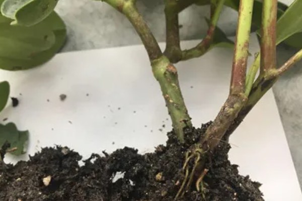 豆瓣绿根烂的原因,可能是浇水太多所致