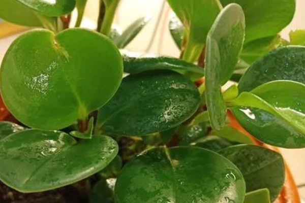 豆瓣绿根烂的原因,可能是浇水太多所致