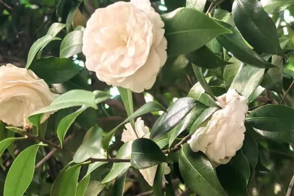 白花有什么寓意，不同品种代表的含义有区别