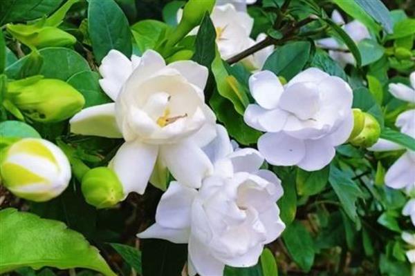 白花有什么寓意，不同品种代表的含义有区别