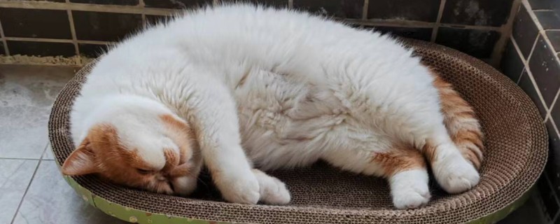 猫呕吐拉稀的原因，可能喝了冷水所致