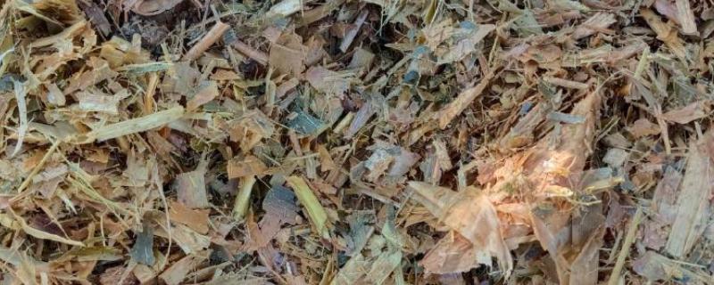 黄储玉米秸秆饲料如何制作，先将玉米秸秆放在太阳下晾干