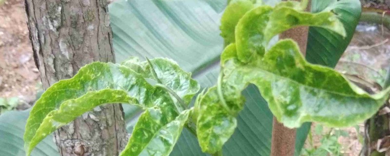 百香果卷叶的原因及防治措施，可能是高温所致