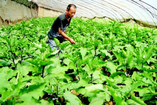 怎样选择土壤调理剂,要量力而行