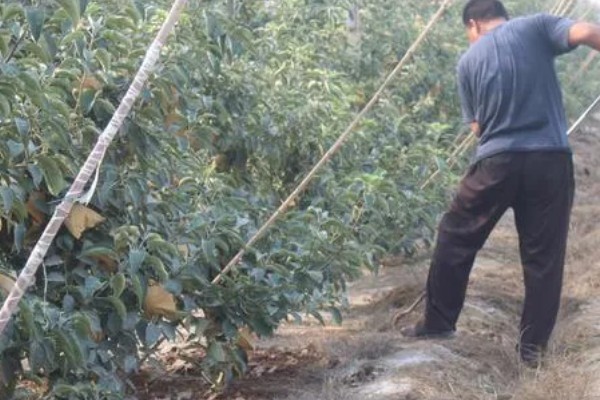 怎样选择土壤调理剂,要量力而行