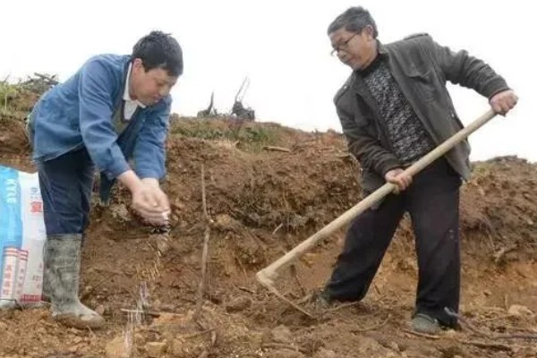 怎样选择土壤调理剂,要量力而行
